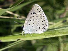 Голубянка-арион_1